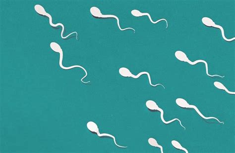 en fazla sperm sayısı kaçtır